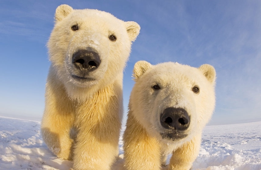 International Polar Bear Day and Coca-Cola's Iconic Polar Bear
